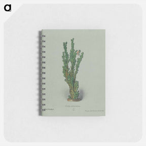 アートメモ帳-Peruvian Apple Cactus
 - サボテン科 Memo.