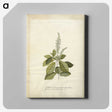 1-25_Georg-Dionysius-Ehret_canvas