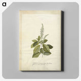 1-25_Georg-Dionysius-Ehret_canvas