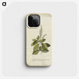 1-25_Georg-Dionysius-Ehret_phone