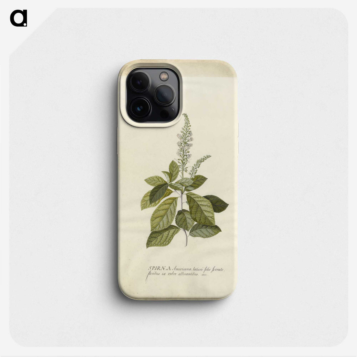 1-25_Georg-Dionysius-Ehret_phone