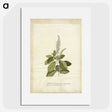 1-25_Georg-Dionysius-Ehret_picture