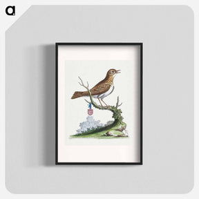 アートポスター-Little Thrush
 - ジョージ エドワーズ Poster.