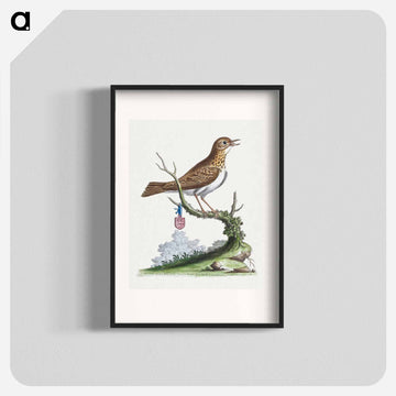 Little Thrush
 - ジョージ エドワーズ Poster.