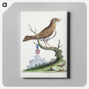 アートパネル-Little Thrush
 - ジョージ エドワーズ Canvas.