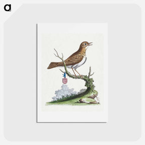 アートポストカード-Little Thrush
 - ジョージ エドワーズ Postcard.