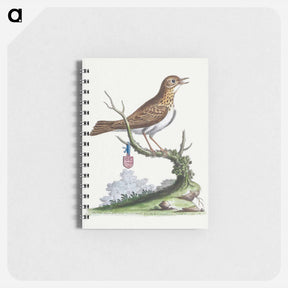 アートメモ帳-Little Thrush
 - ジョージ エドワーズ Memo.