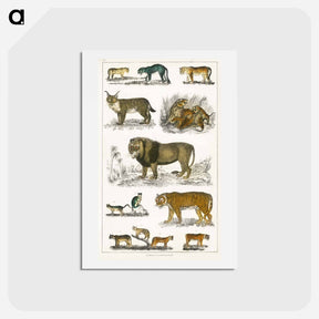 アートポストカード-Feline Family
 - ゴールドスミスの生き生きとした自然 Postcard.