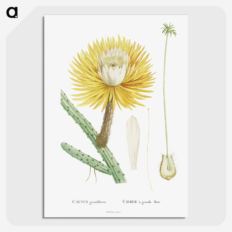 1-25_Histoire-des-Plantes-Grasses_picture-crop