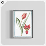 1-25_Hortus-Romanus-Botanical-Plates_blk-crop