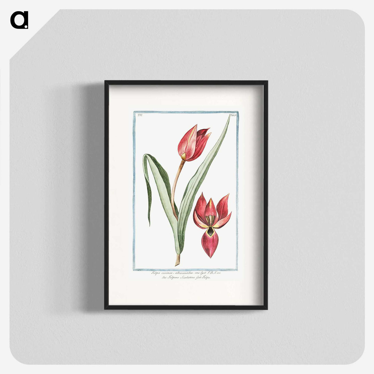 1-25_Hortus-Romanus-Botanical-Plates_blk