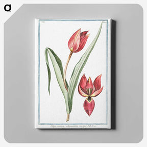 1-25_Hortus-Romanus-Botanical-Plates_canvas
