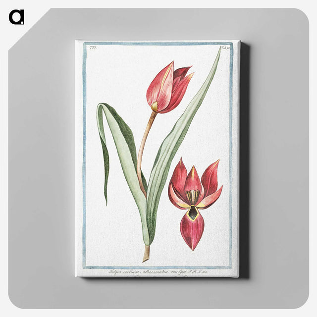 1-25_Hortus-Romanus-Botanical-Plates_canvas