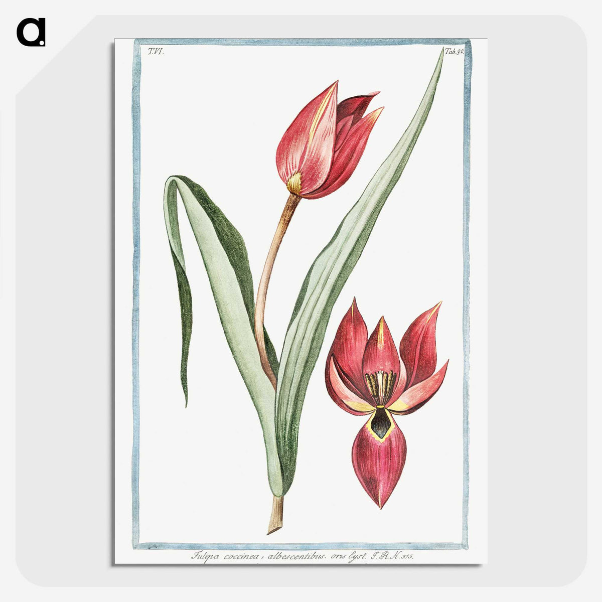 1-25_Hortus-Romanus-Botanical-Plates_picture-crop