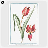 1-25_Hortus-Romanus-Botanical-Plates_picture-crop