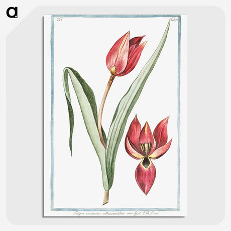 1-25_Hortus-Romanus-Botanical-Plates_picture-crop