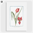 1-25_Hortus-Romanus-Botanical-Plates_picture