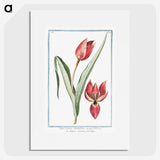 1-25_Hortus-Romanus-Botanical-Plates_picture