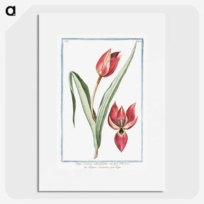 1-25_Hortus-Romanus-Botanical-Plates_picture