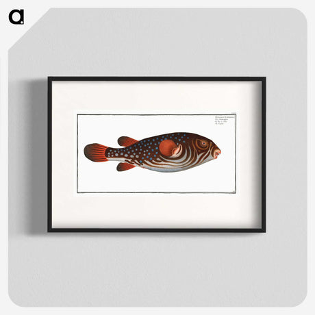1-25_Ichtyologie-ou-Histoire-naturelle_blk