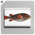 1-25_Ichtyologie-ou-Histoire-naturelle_canvas