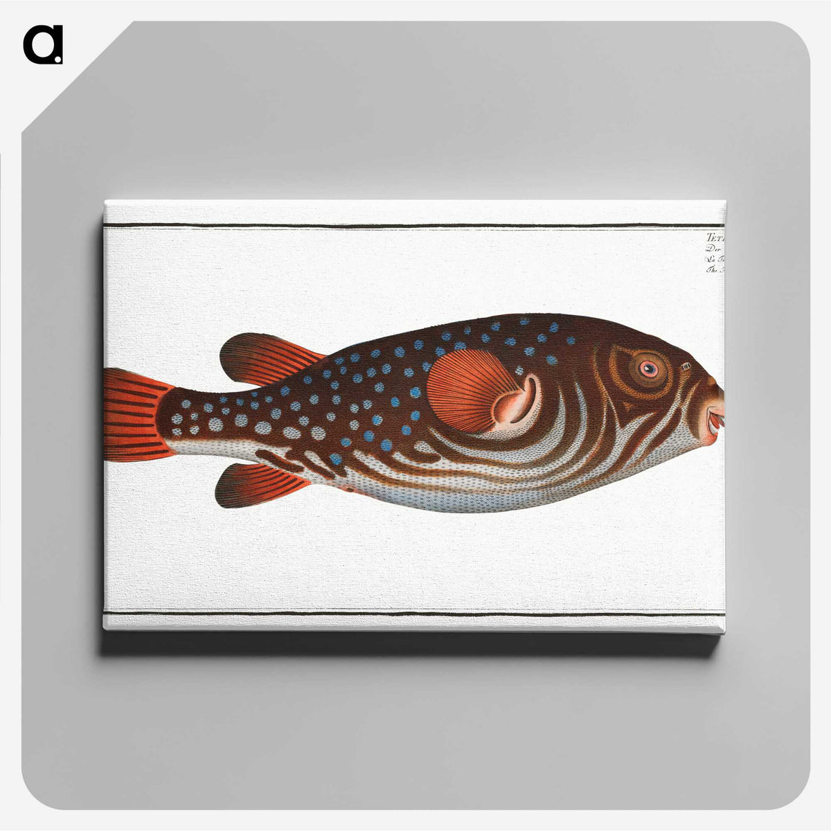 1-25_Ichtyologie-ou-Histoire-naturelle_canvas