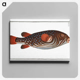 1-25_Ichtyologie-ou-Histoire-naturelle_canvas