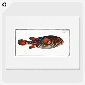 1-25_Ichtyologie-ou-Histoire-naturelle_picture