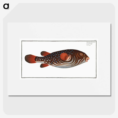 1-25_Ichtyologie-ou-Histoire-naturelle_picture