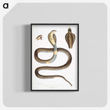 1-25_Indian-Zoology_blk-crop