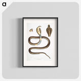 1-25_Indian-Zoology_blk