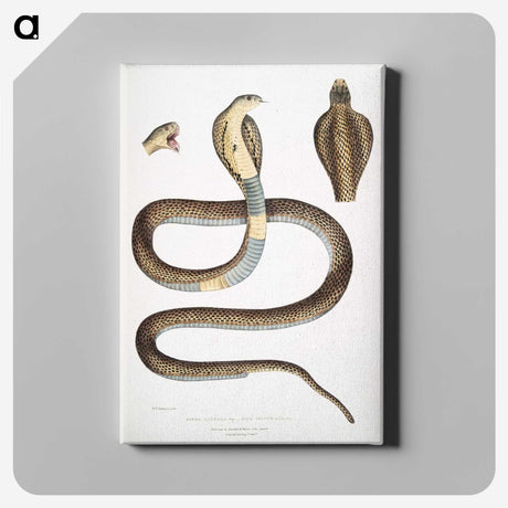 1-25_Indian-Zoology_canvas