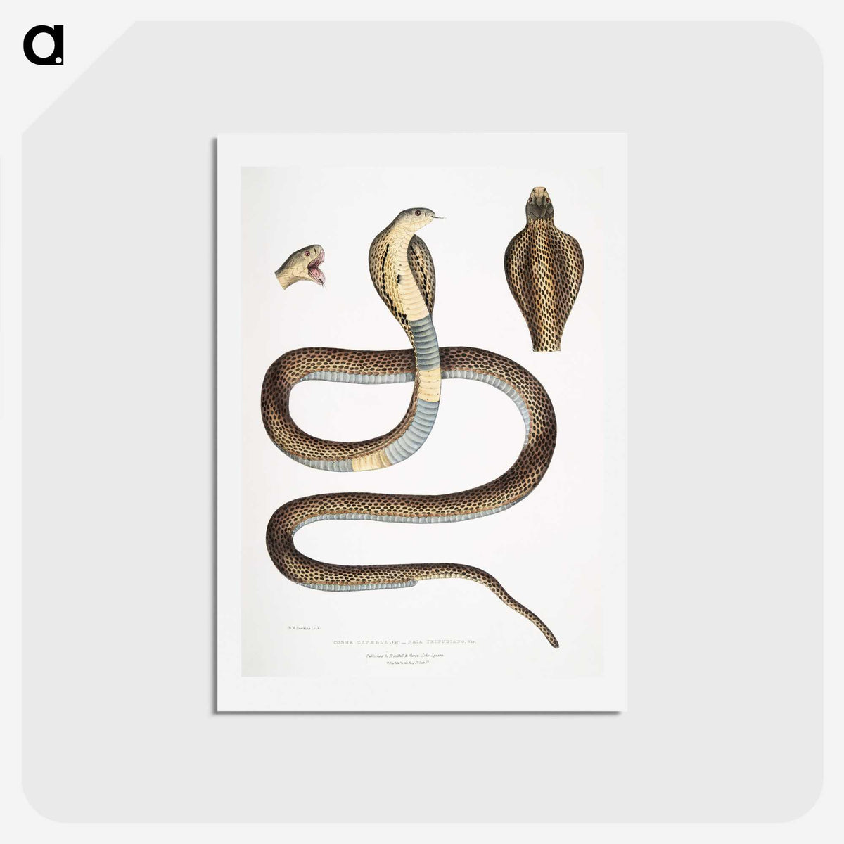1-25_Indian-Zoology_hagaki