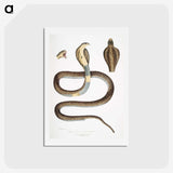 1-25_Indian-Zoology_hagaki