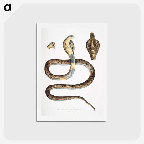 1-25_Indian-Zoology_hagaki