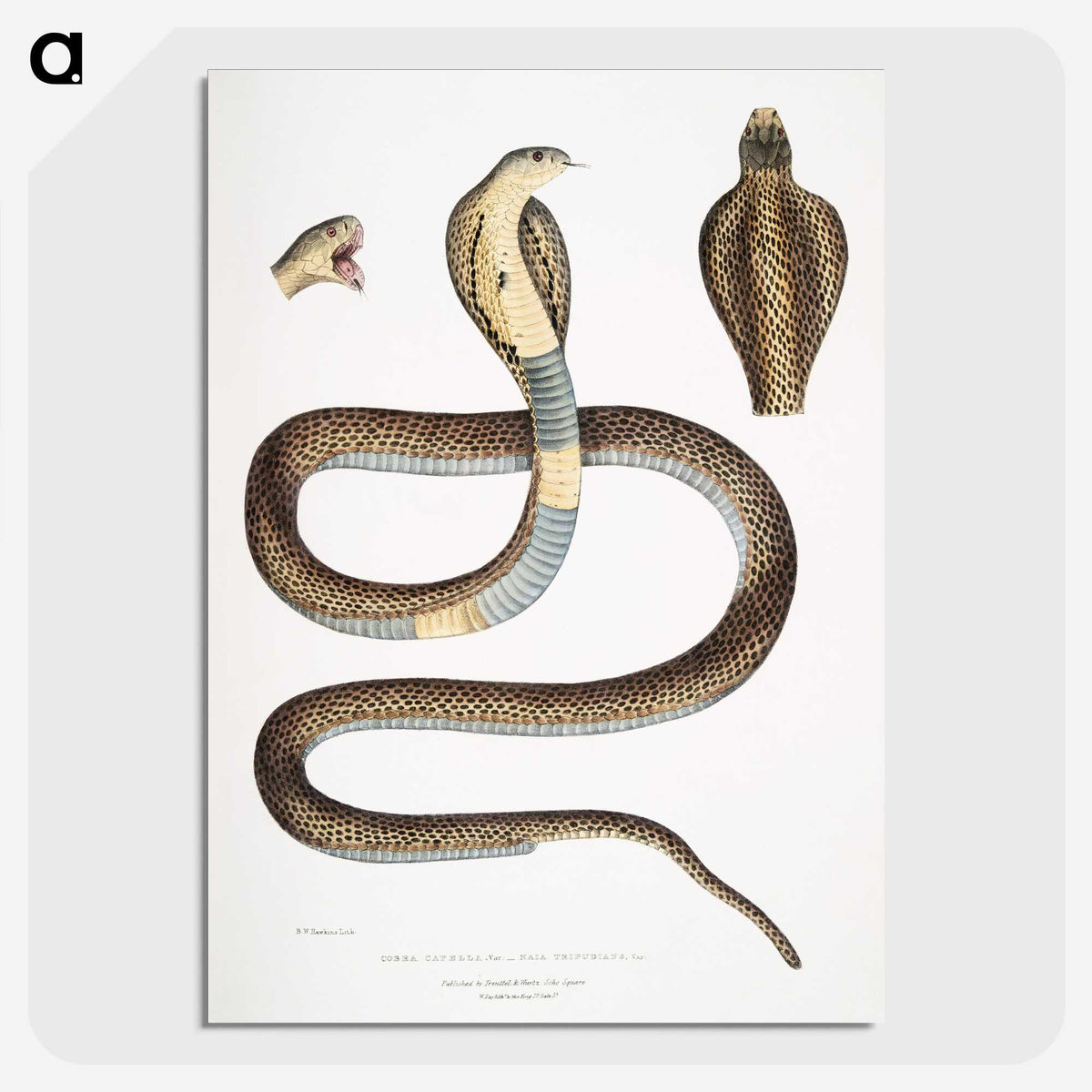 1-25_Indian-Zoology_picture-crop