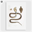 1-25_Indian-Zoology_picture