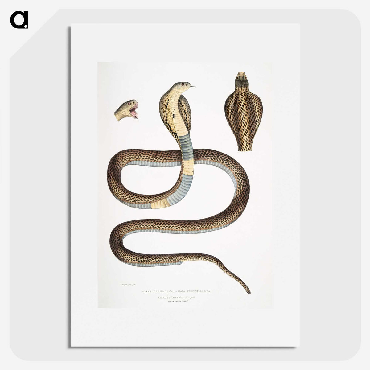 1-25_Indian-Zoology_picture