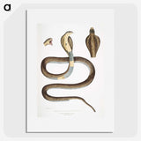 1-25_Indian-Zoology_picture