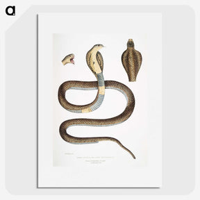 1-25_Indian-Zoology_picture