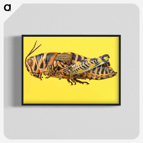 1-25_Insects-Unlocked-Project_blk-crop