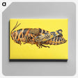 1-25_Insects-Unlocked-Project_canvas