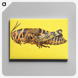 1-25_Insects-Unlocked-Project_canvas