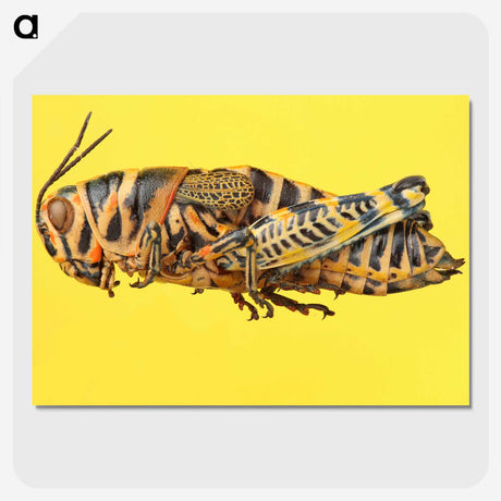 1-25_Insects-Unlocked-Project_picture-crop