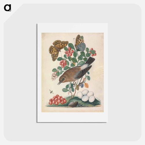 Northern Wheatear and Fritillary
 - ジェームズ ボルトン Postcard.