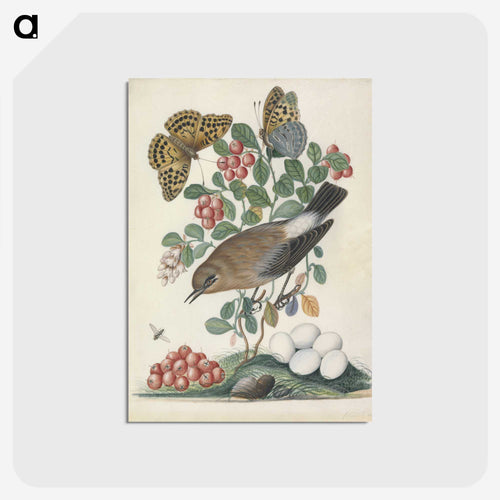 Northern Wheatear and Fritillary
 - ジェームズ ボルトン Postcard.