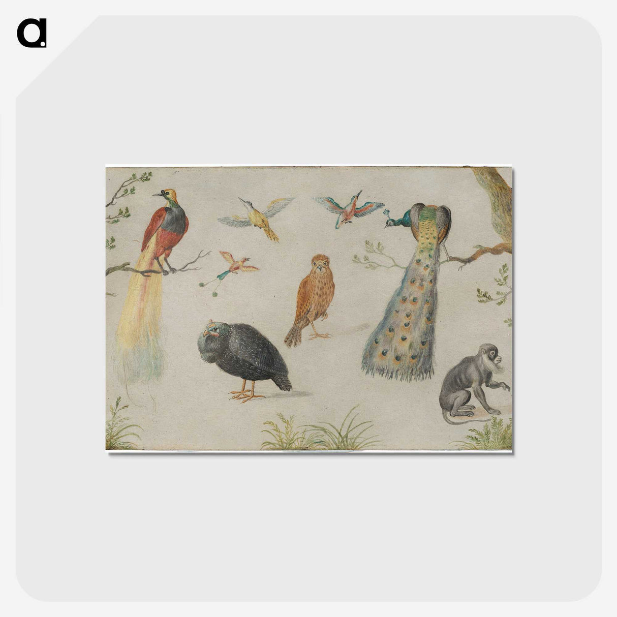 1-25_Jan-Van-Kessel_postcard