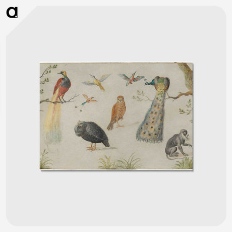 1-25_Jan-Van-Kessel_postcard