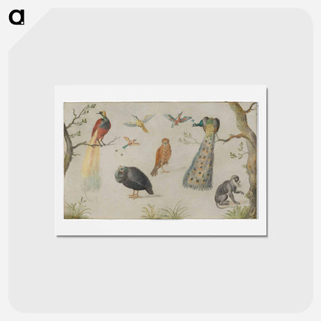 アートポストカード-Study of Birds and Monkey
 - ヤン ファン ケッセル Postcard.