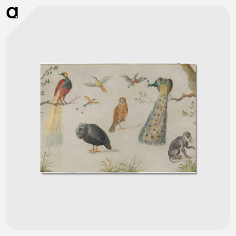 アートポストカード-Study of Birds and Monkey
 - ヤン ファン ケッセル Postcard.